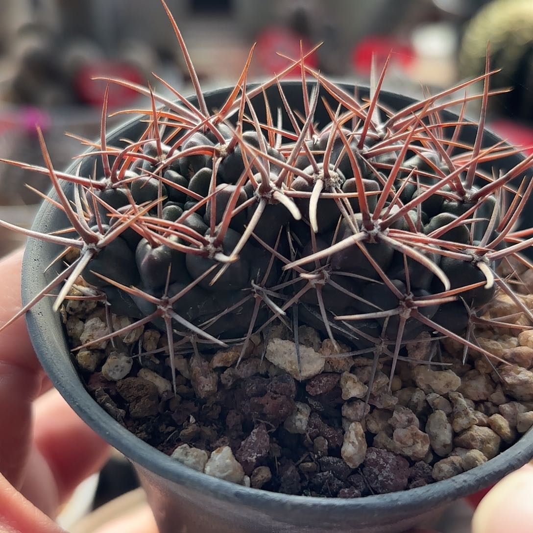 仙人球实生针冠龙双头