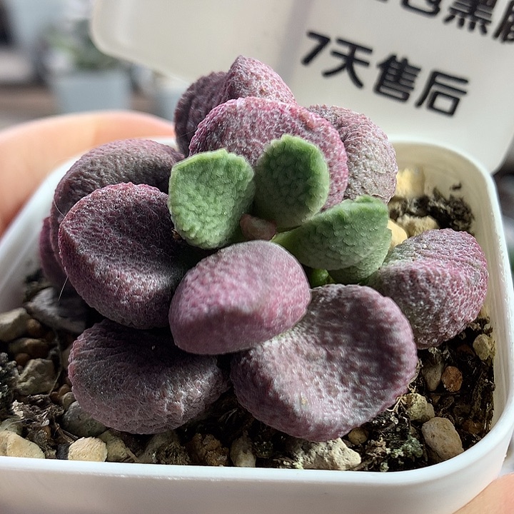 夏娃—专拍专拍（开箱包黑腐7天售后）