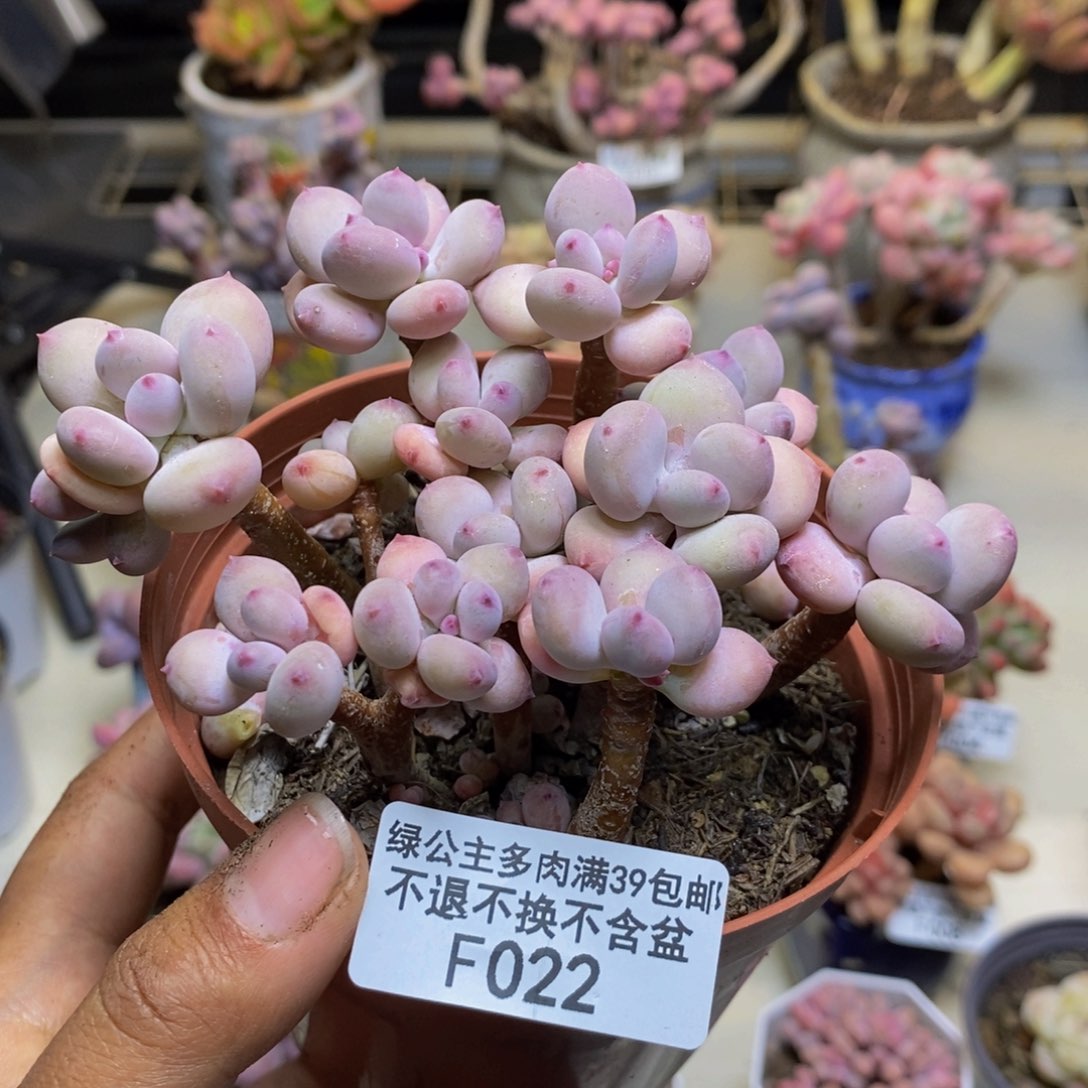 022苹果奶四代多肉散