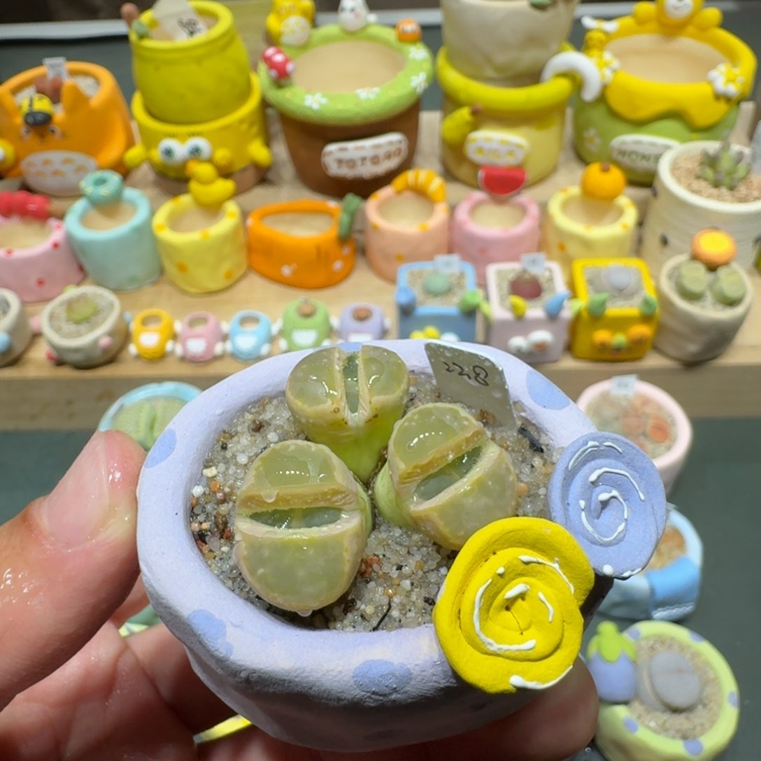 红陶蘑菇515橄榄