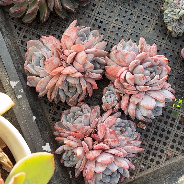 石榴籽星影，一物一拍