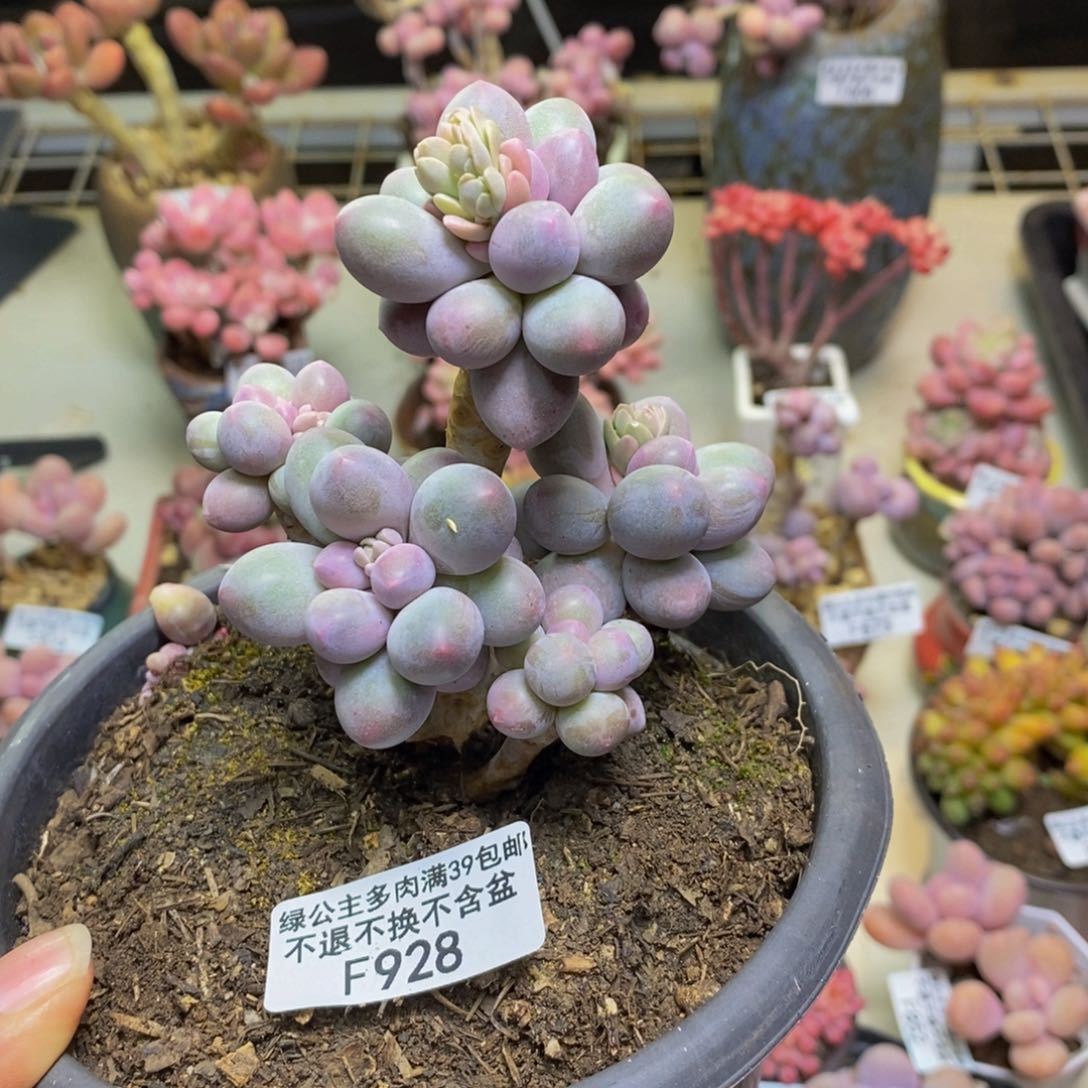 928香水手指奶多肉有断枝