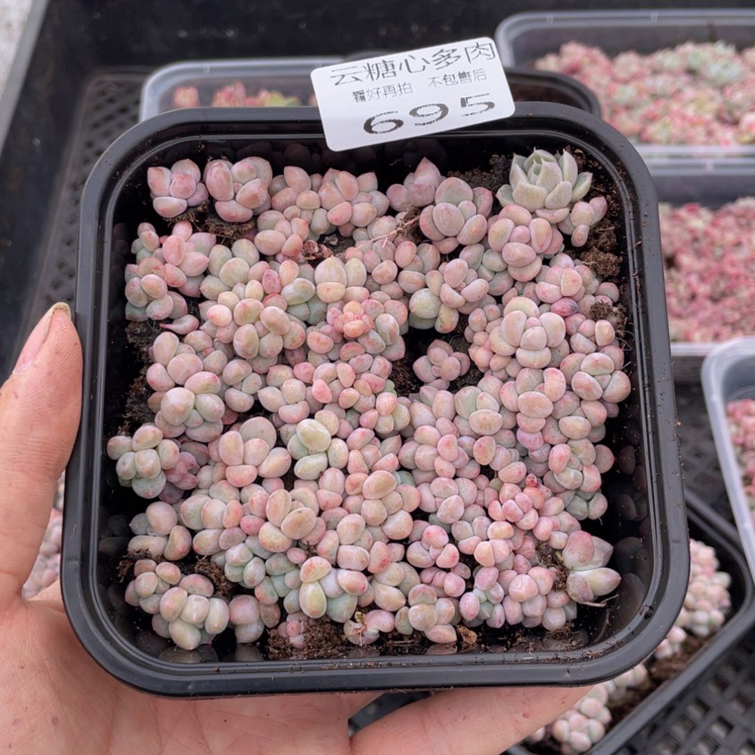 云糖心多肉植物695