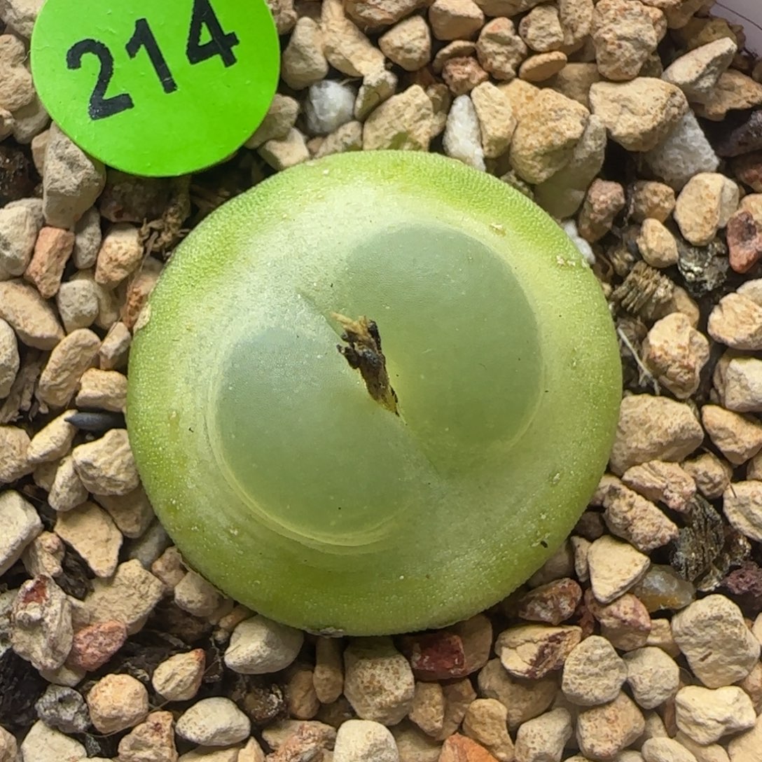 拉登漂亮多肉植物214