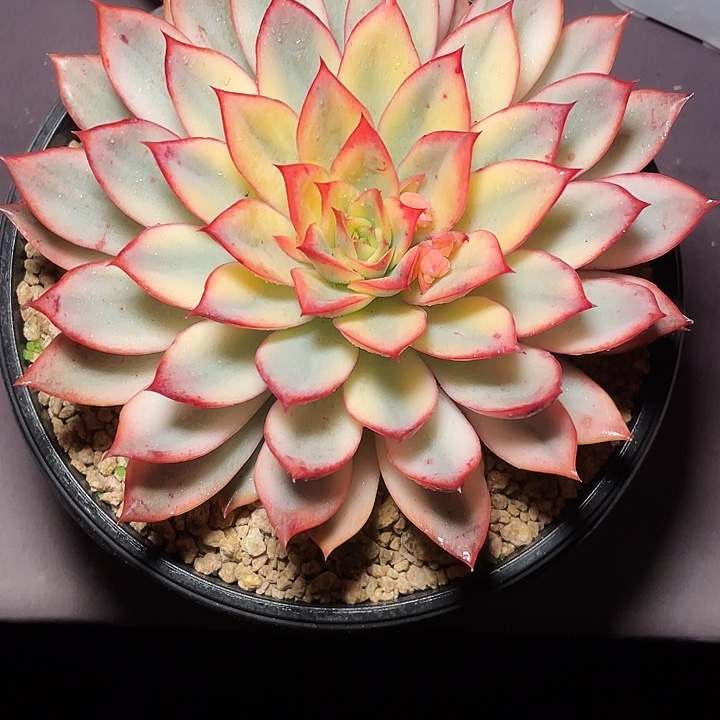 迁***生月光女神林多肉发货