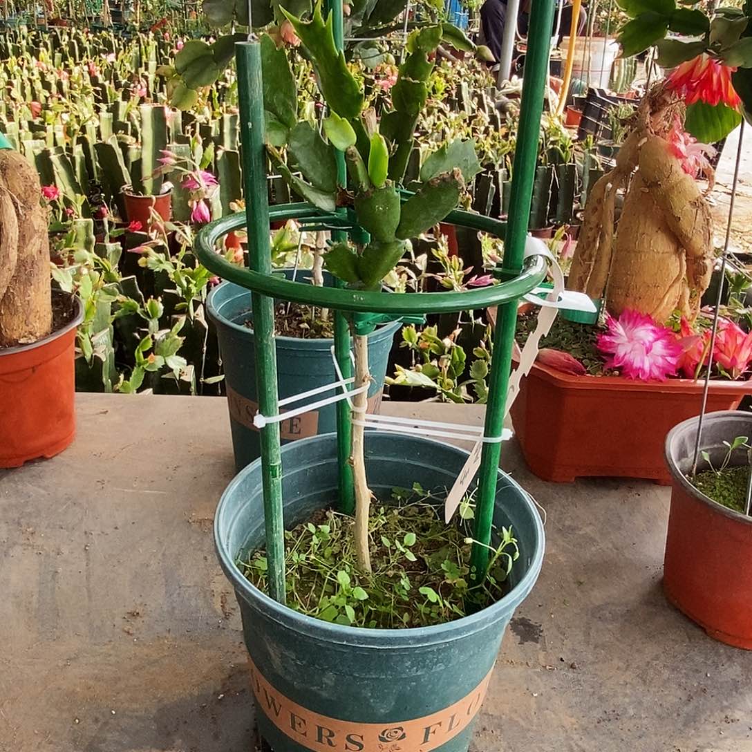 用***3完全开放叶仙嫁接一物一拍