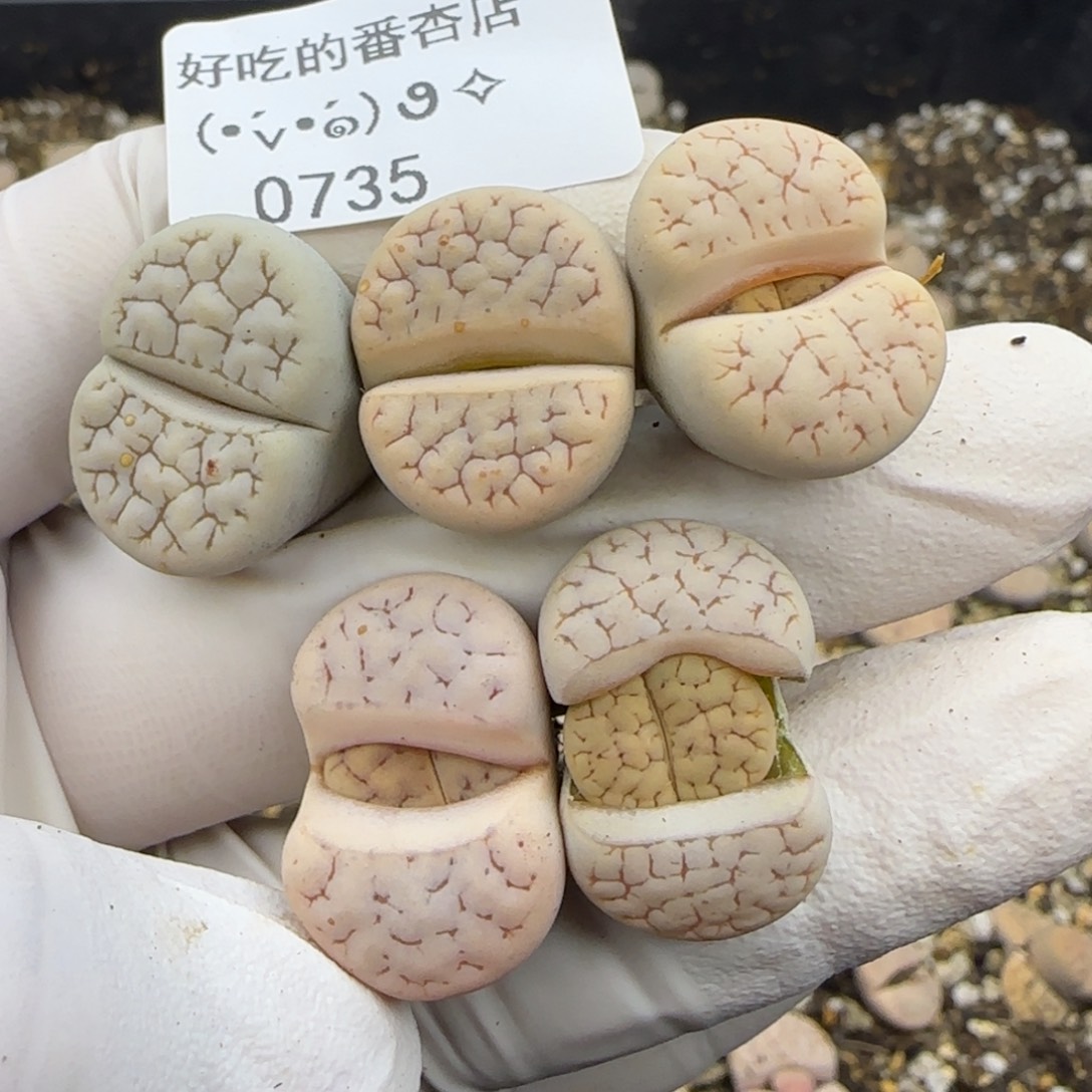 0735。特价189。。。。。