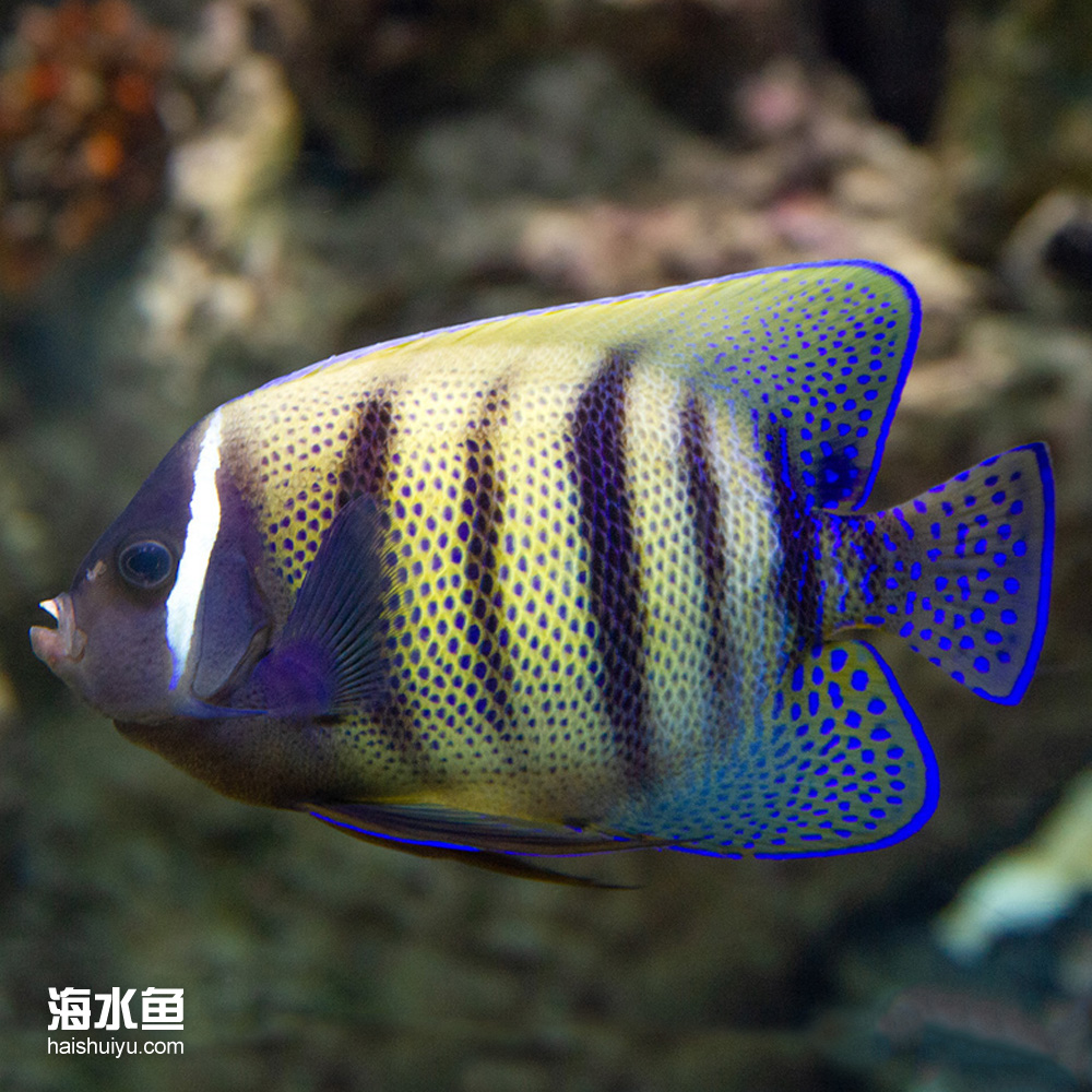 六间仙  海水观赏鱼