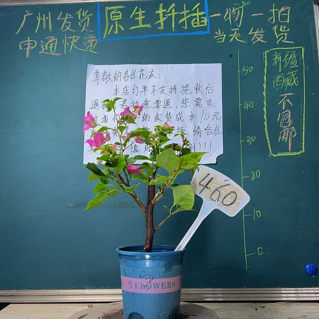 当前无花栽培后可以开花 绿叶宫粉  460