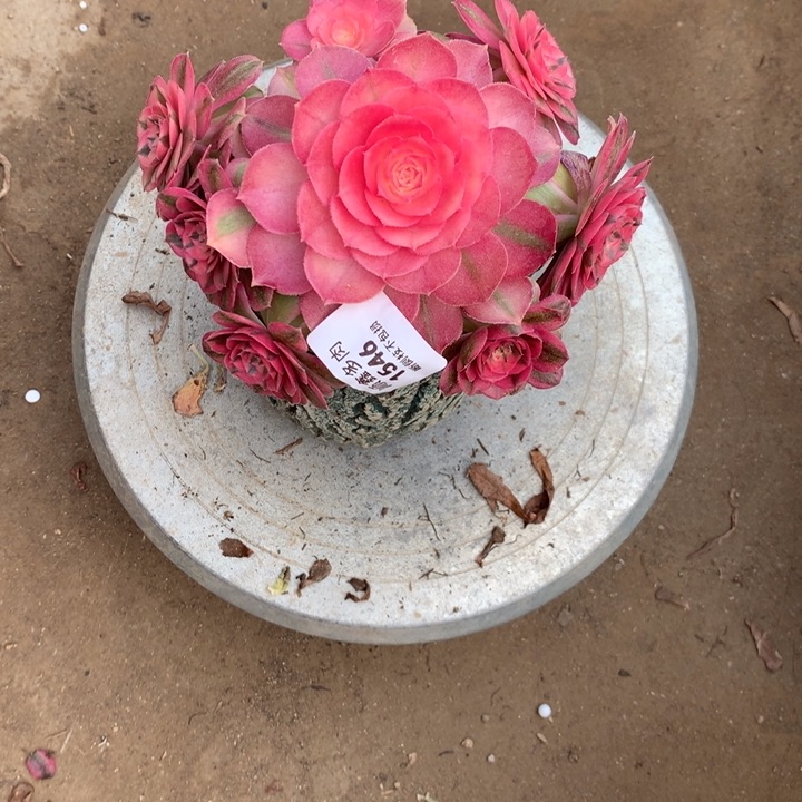 1546倾城多肉植物