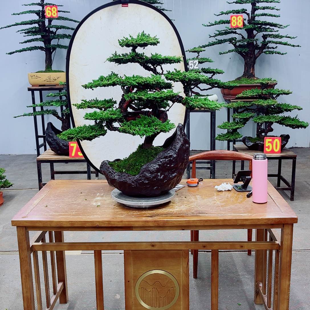 无花朵精品盆景一物一拍