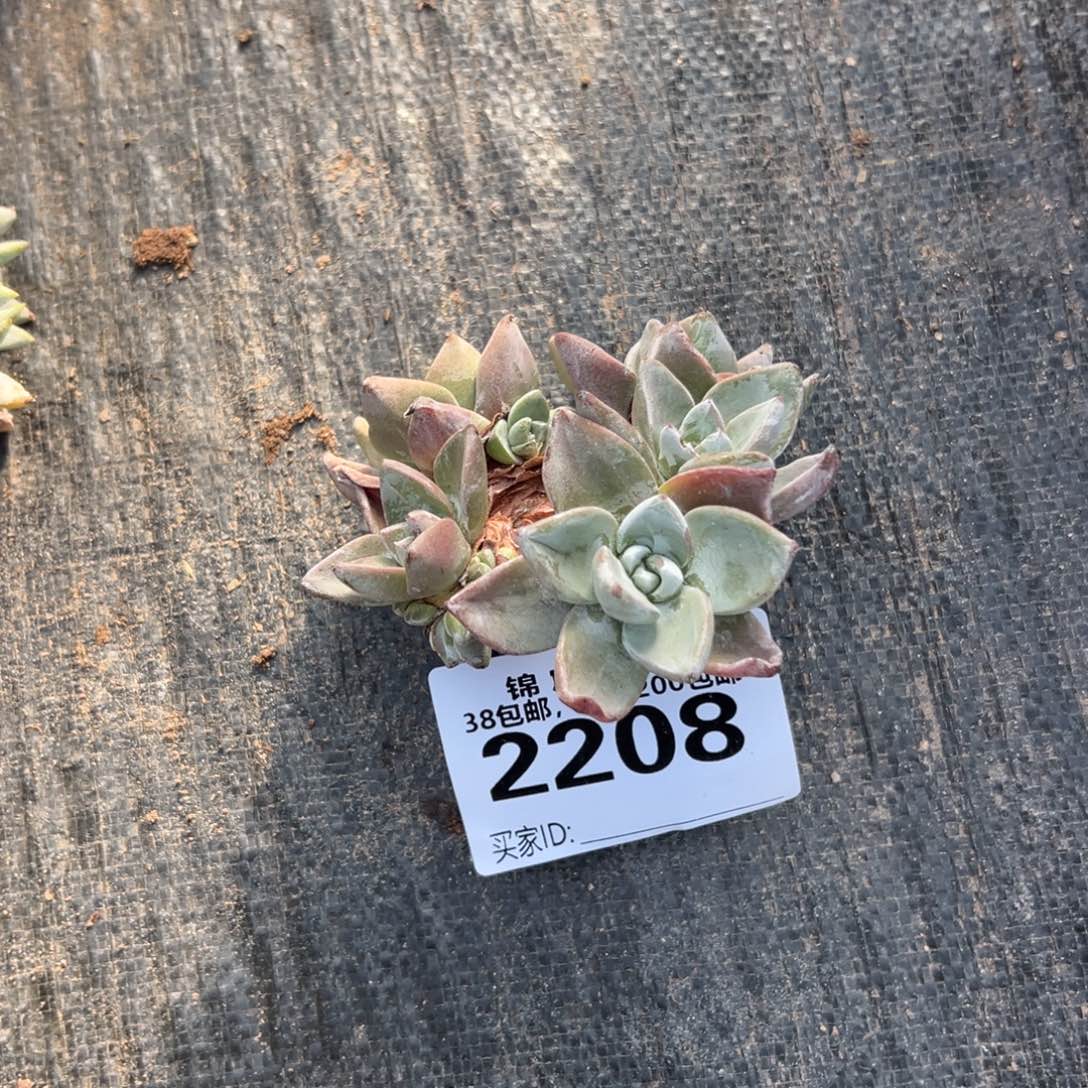 紫***9谢谢姐姐，一物一拍