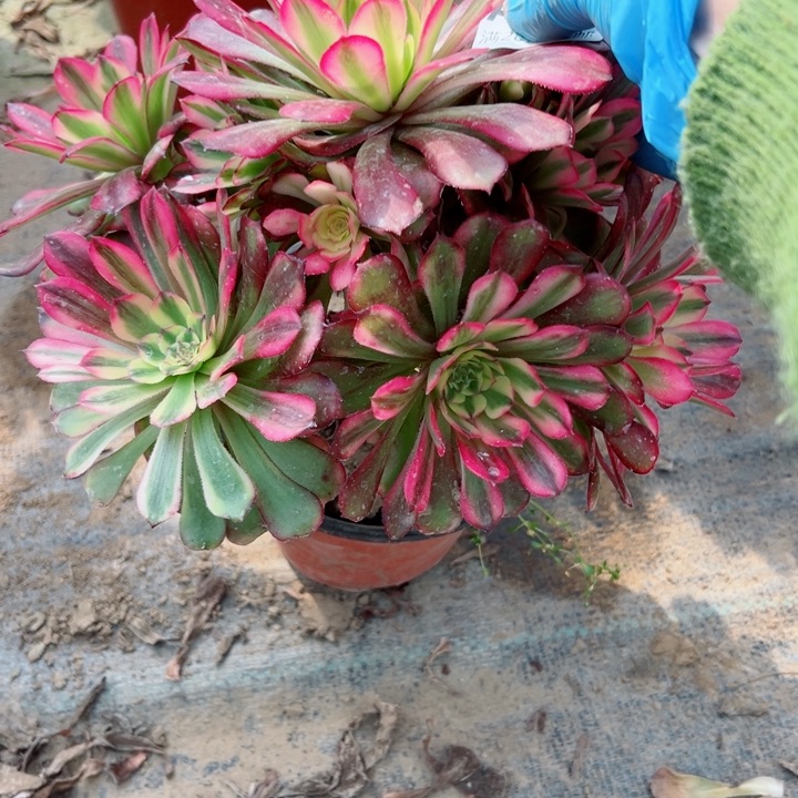 940舞天姬多肉植物