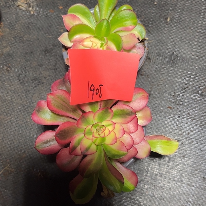 醉***风2颗多肉植物保护专业1905