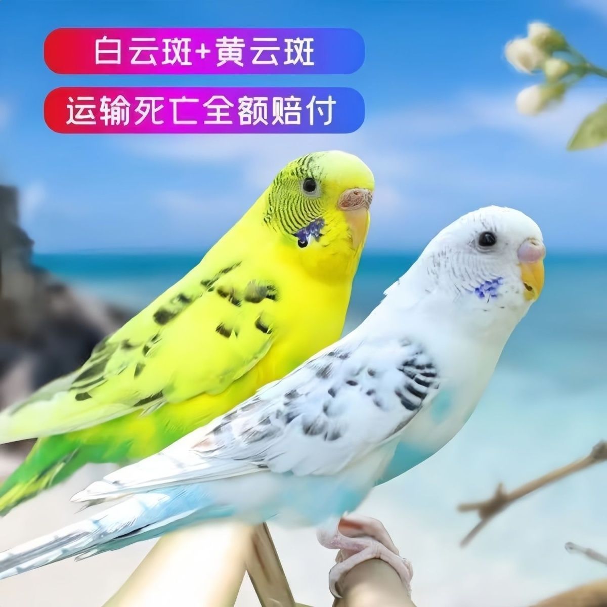 【京东送货上门】虎皮鹦鹉手养鹦鹉宠物亲人上手小型鹦鹉