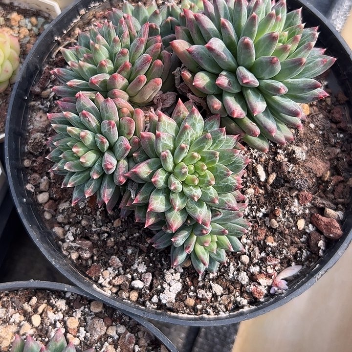 甲骨文自然群11111