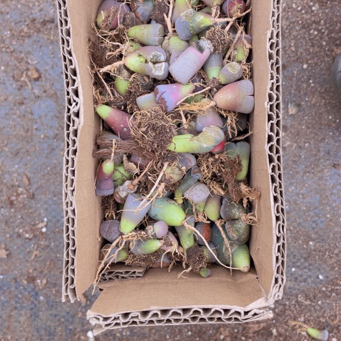 一箱混搭888888888888