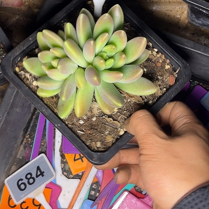 多肉植物橙色奇迹615