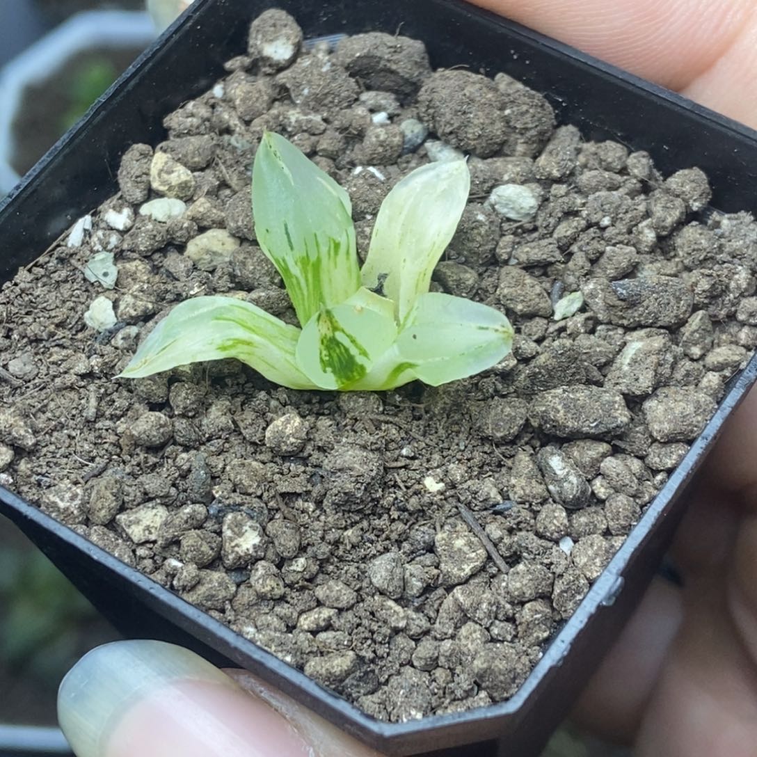 特价冰玉鸾寿一物一拍