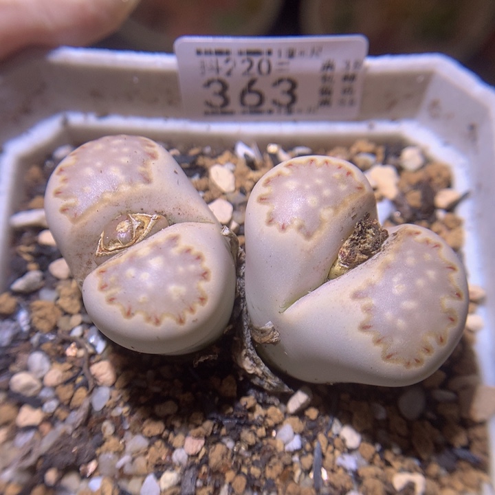 精品生石花220.363金边饼干