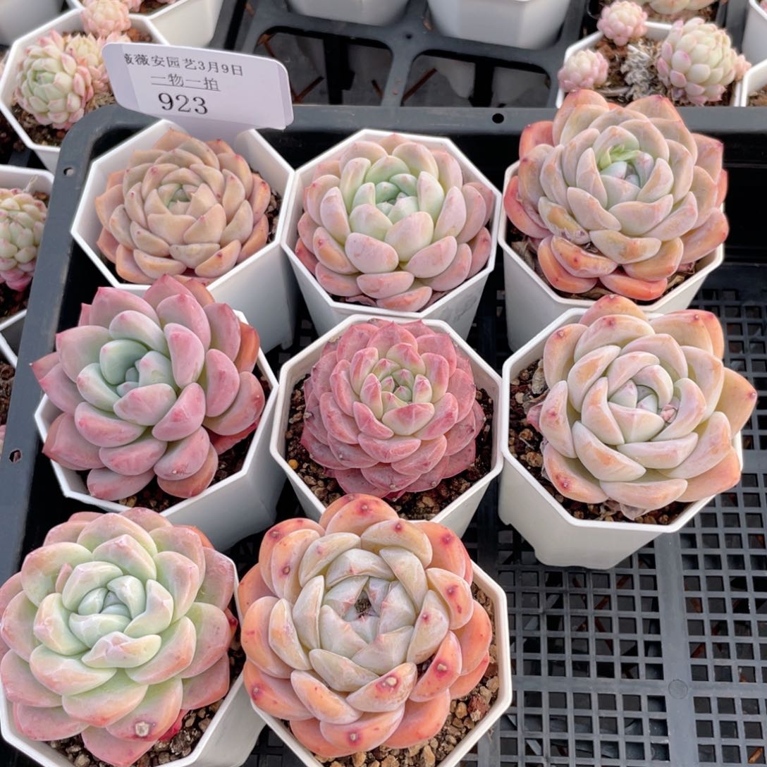 薇薇安园艺多肉923