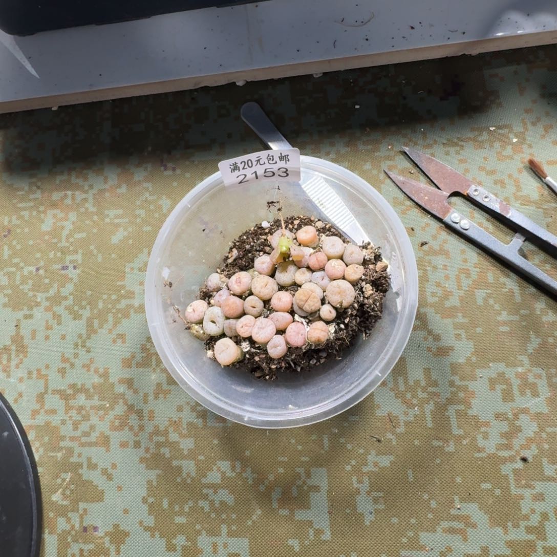 2153。拿。铁。年份一年半