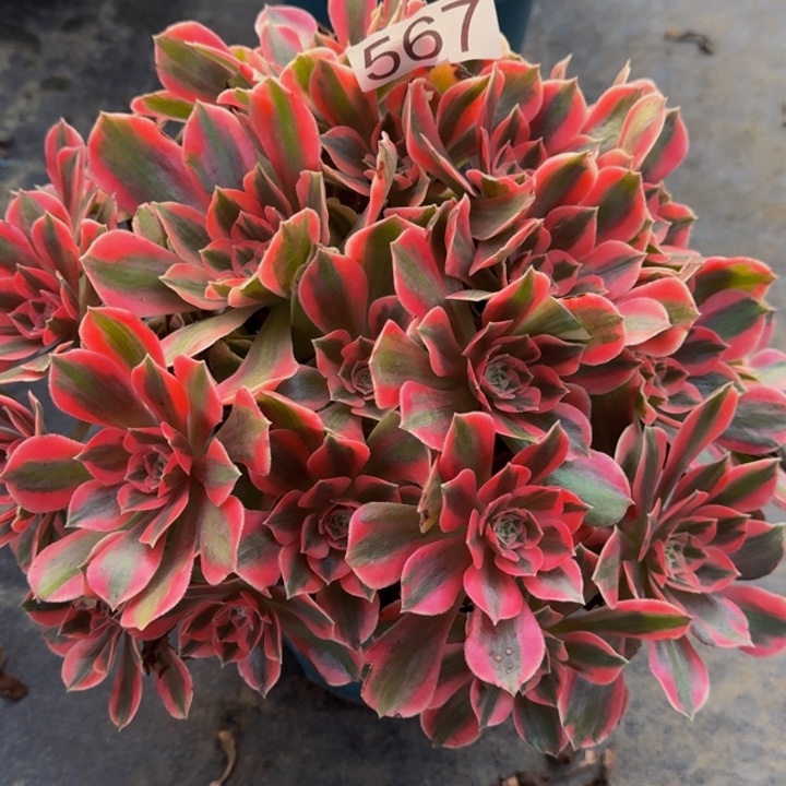 00000000000567七彩石