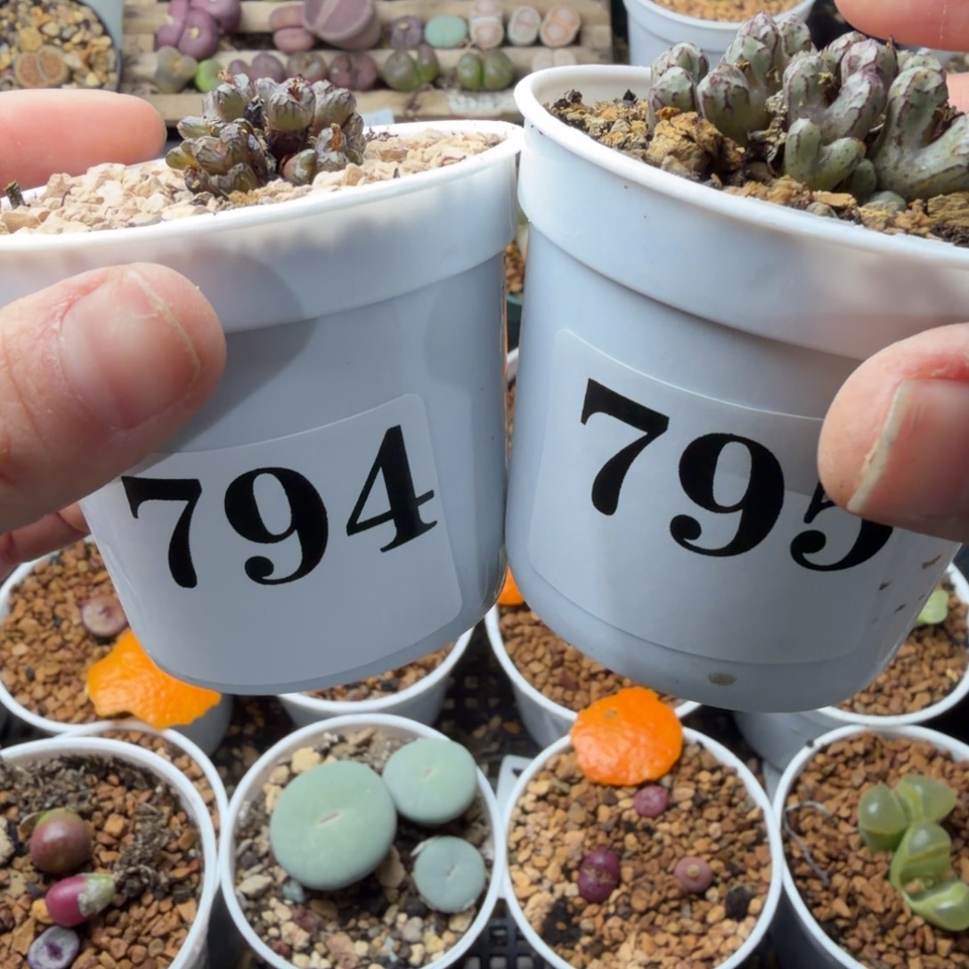 拾***玖两盆794、5号嘿嘿真不错