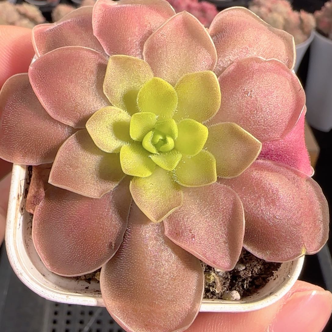 多肉1231-149赛题捕虫堇