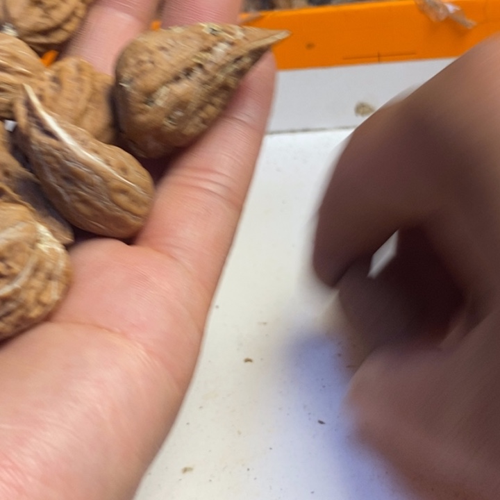 吊坠文玩核桃东北特产73