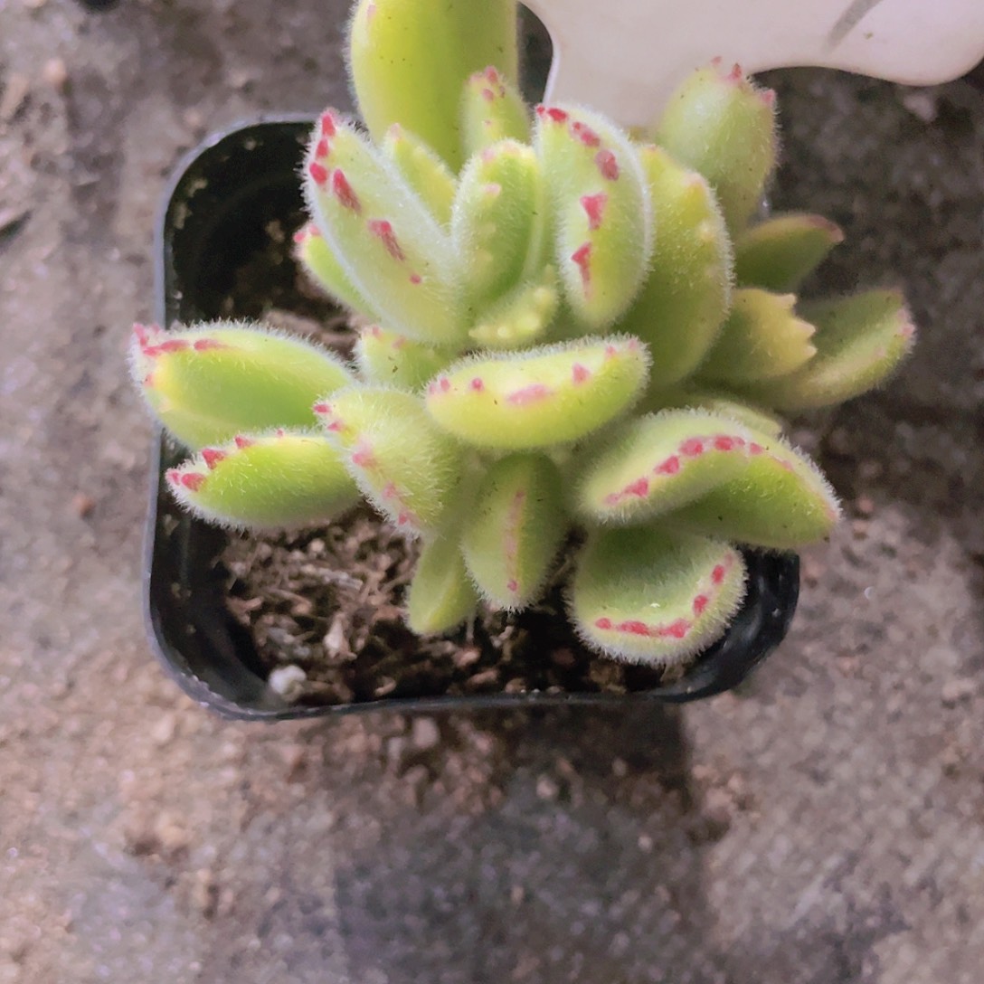 用****6小黄熊w069一物一拍