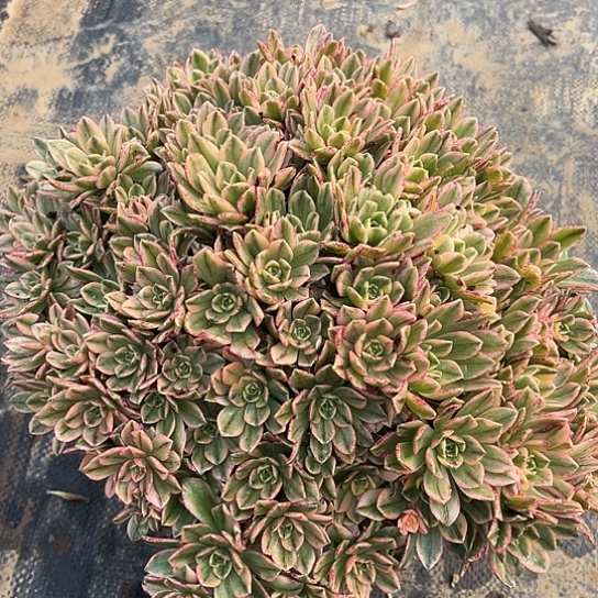 多肉植物甜茶锦7