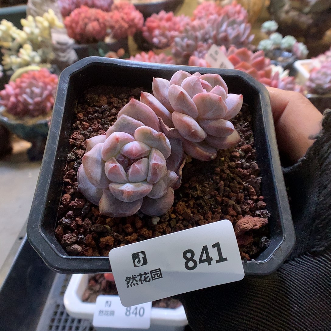 841星影多肉植物666