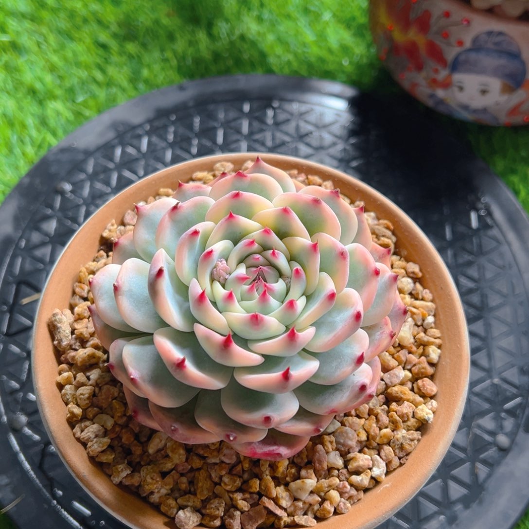 风林小哥哥寄养的 带盆1-27