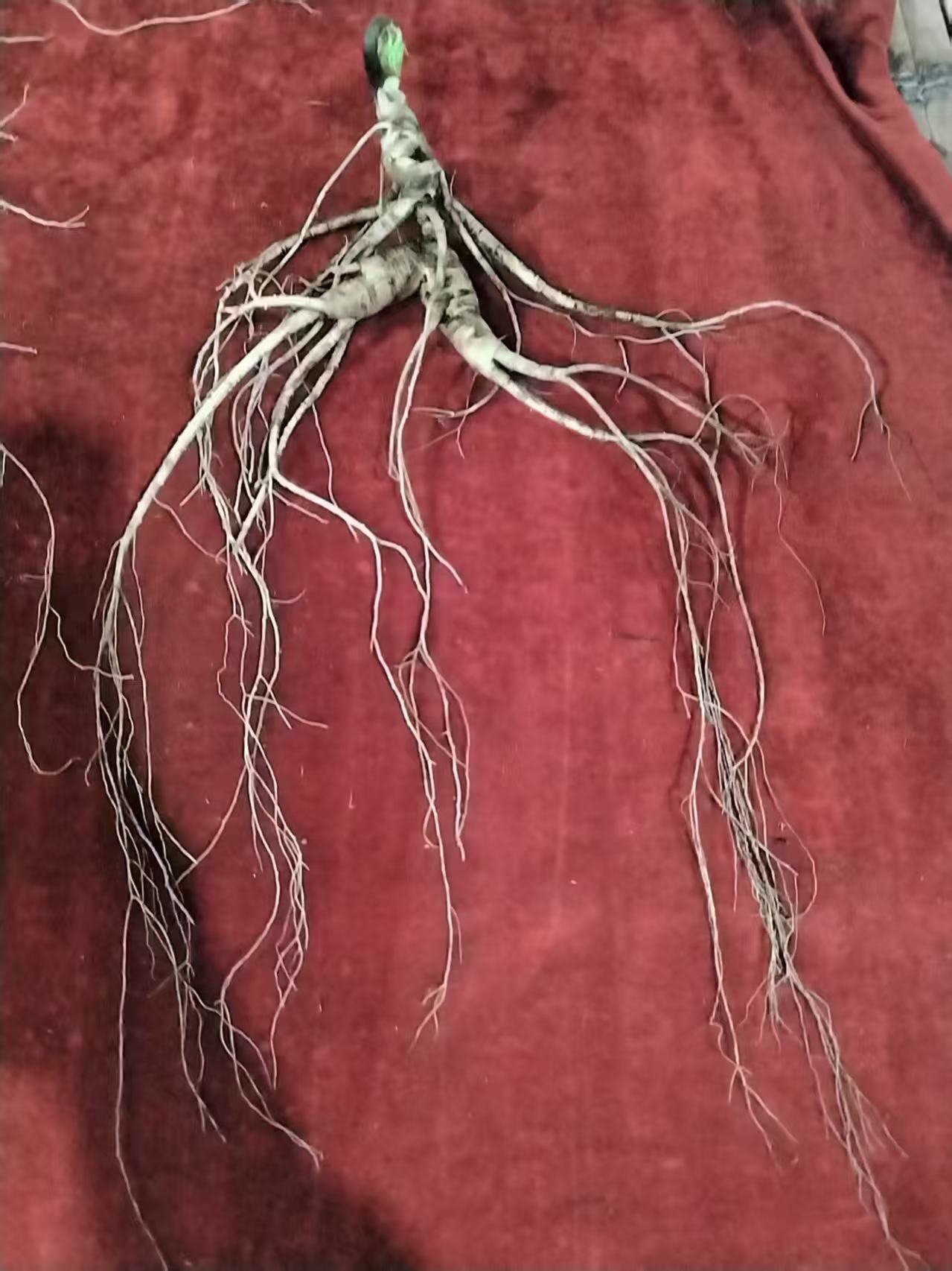 富阳参茸 直播间现挖林下籽参 一物一拍链接