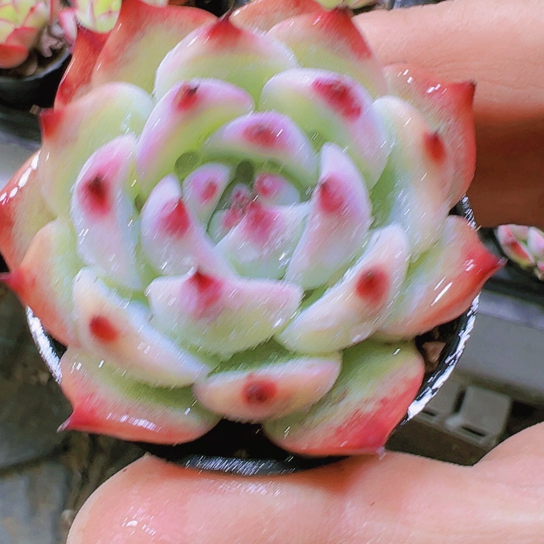 水蜜桃19包邮多肉