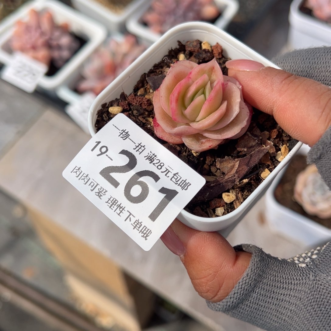 冰玫瑰多肉多肉多肉多肉多肉多肉