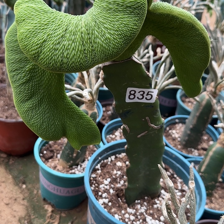姐***闹无花朵嫁接青蛇缀835