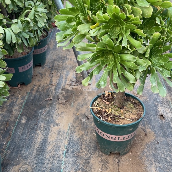 16原始绿法师多肉植物多肉多肉