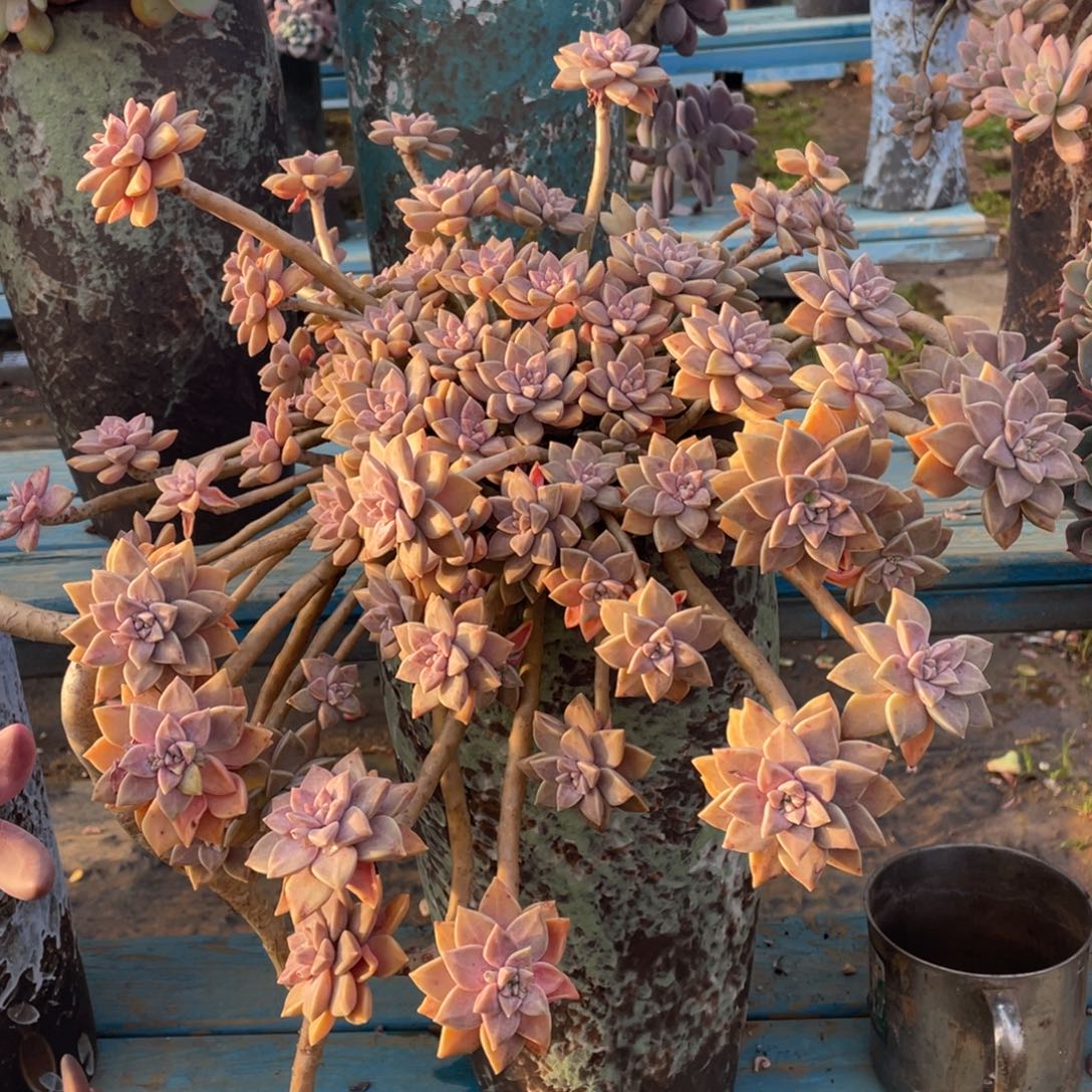 老桩阿伦培脱土发货