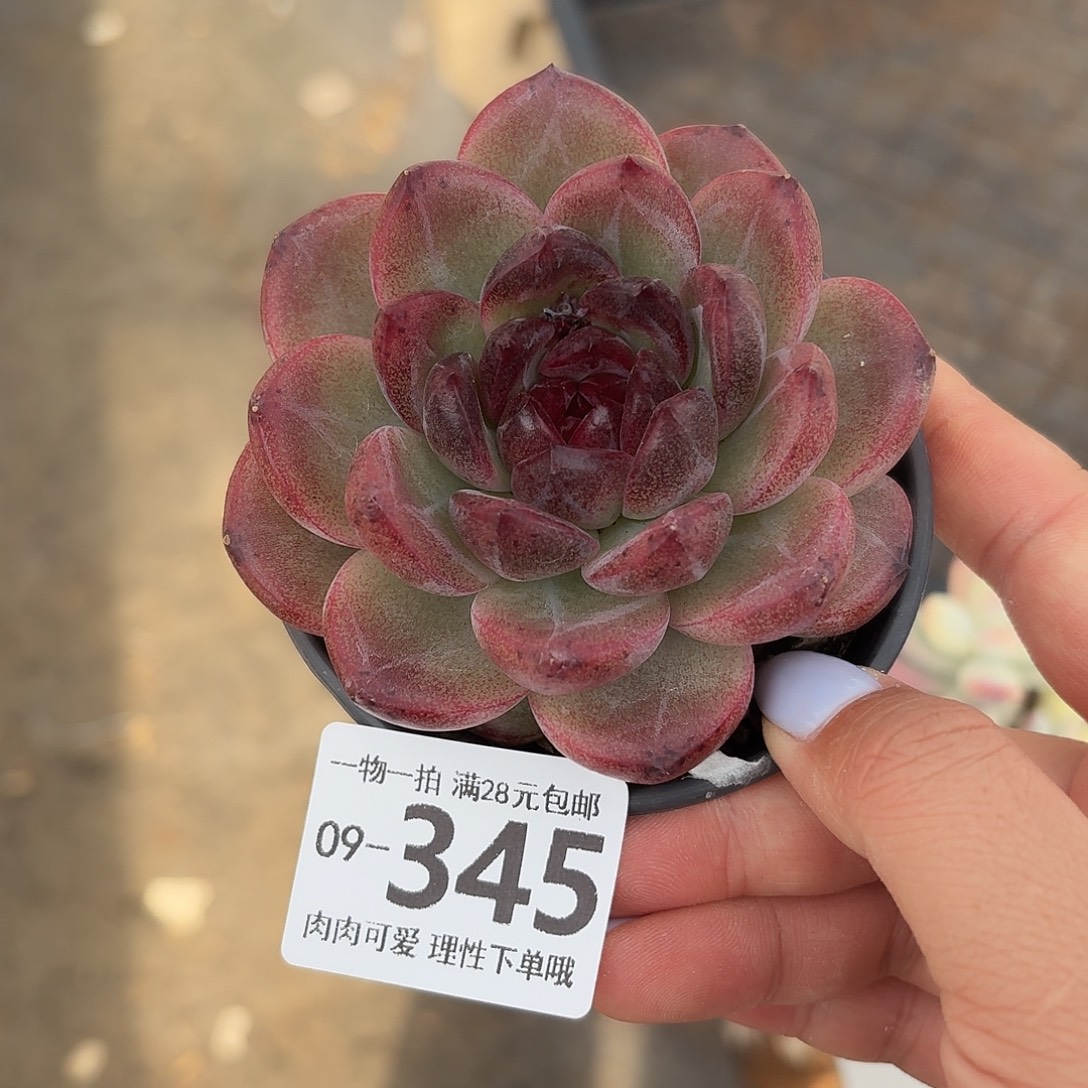 重庆森林无盆土发货无盆