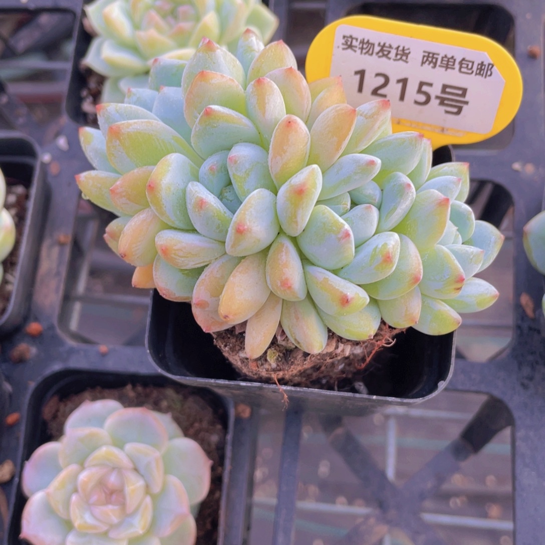 1215号 朵朵缀奶芙群一个