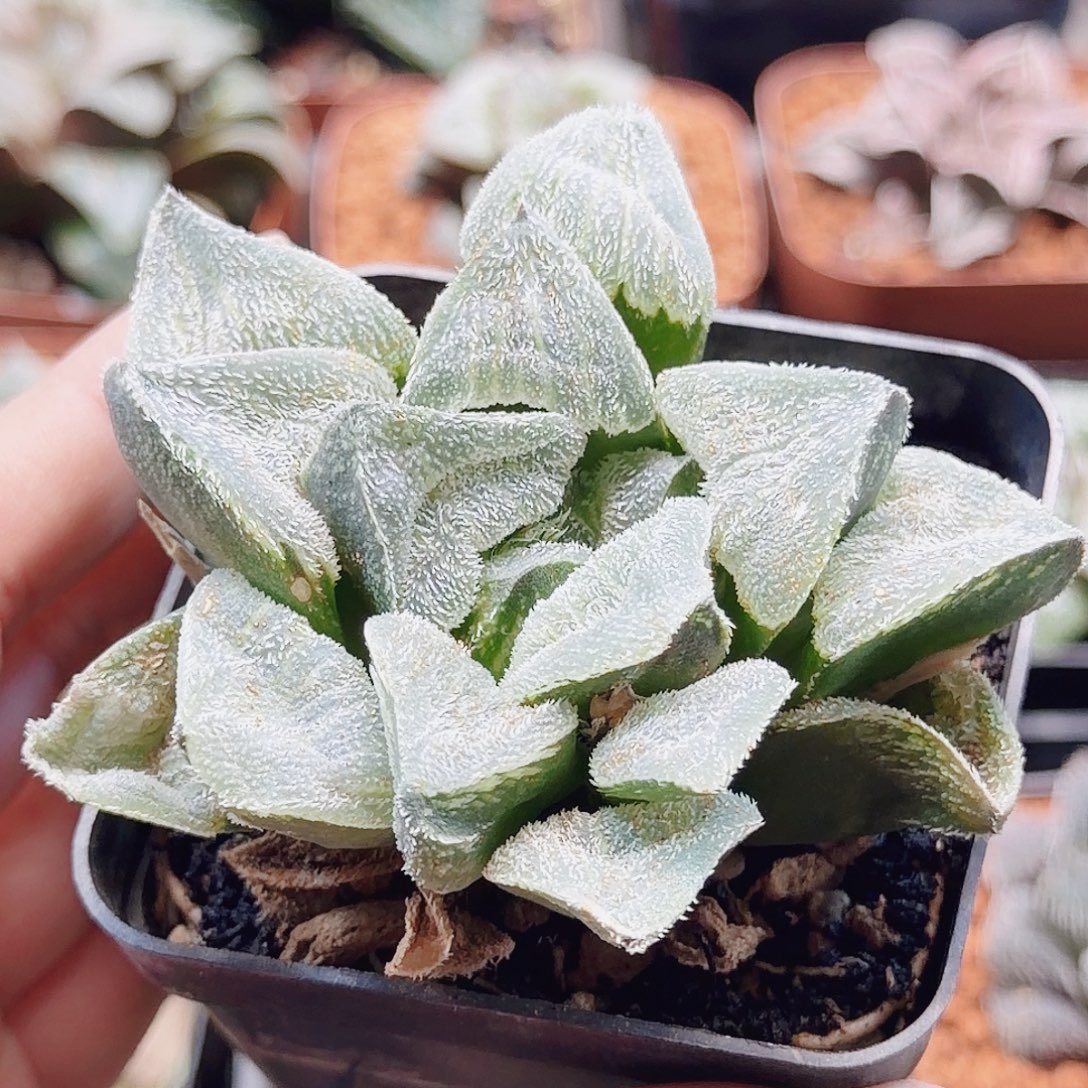 无花朵十二卷实生雪姬
