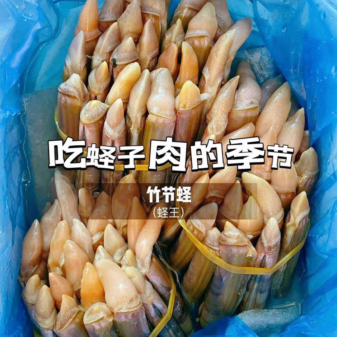 【蛏王竹节蛏】活蛏王竹节称2斤装，吐好沙