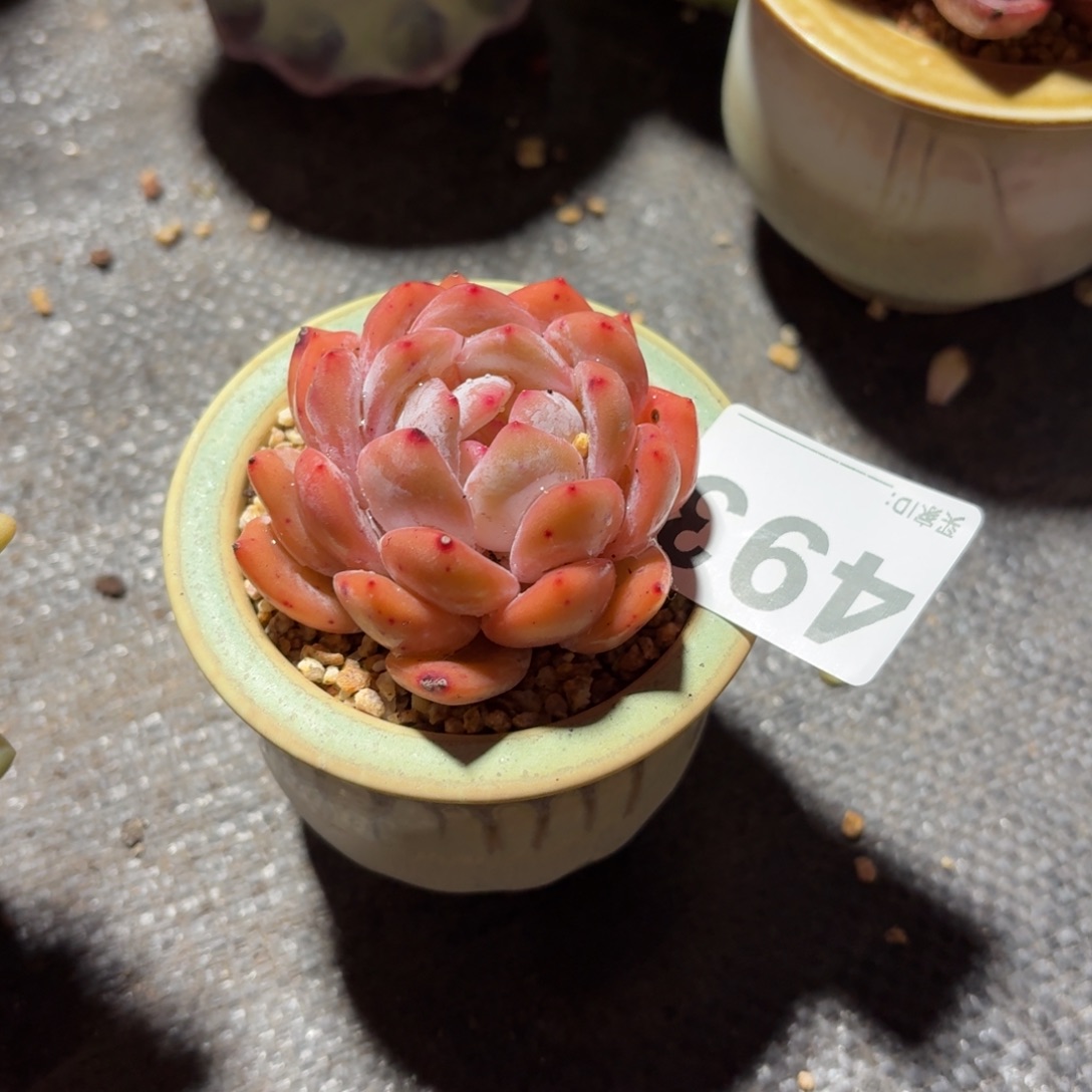 且***店橙梦露多肉带盆发货493