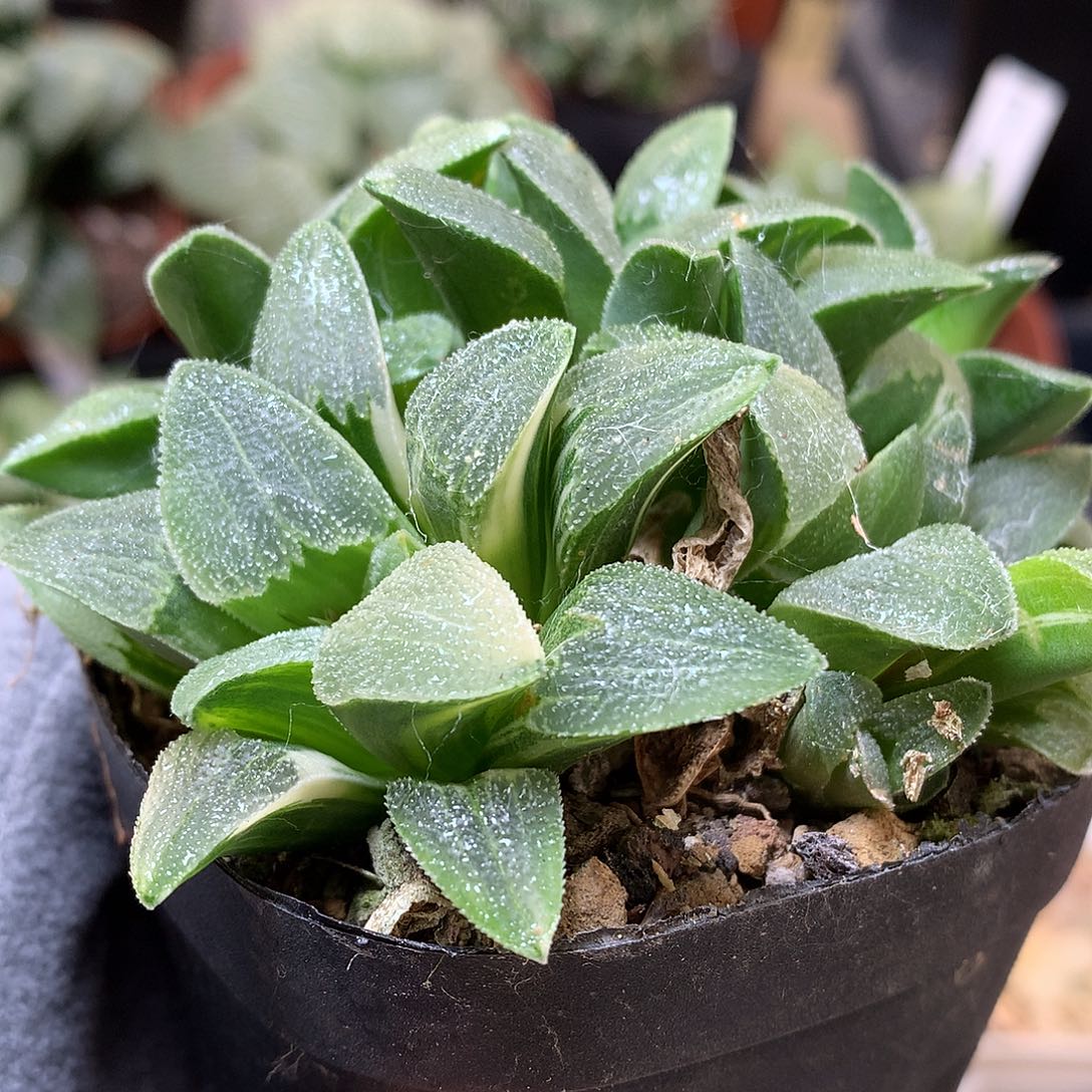 柳叶蓝光磨面寿锦带盆土发货tul