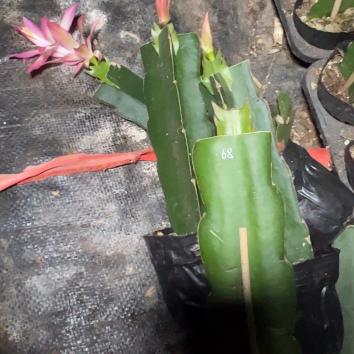 68 号嫁接单片小苗一颗40