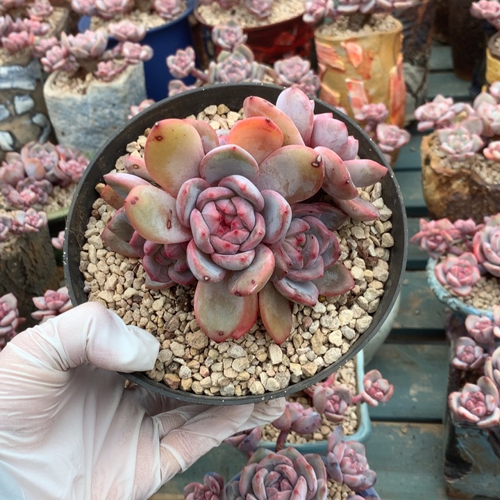 花花花花花花花花花