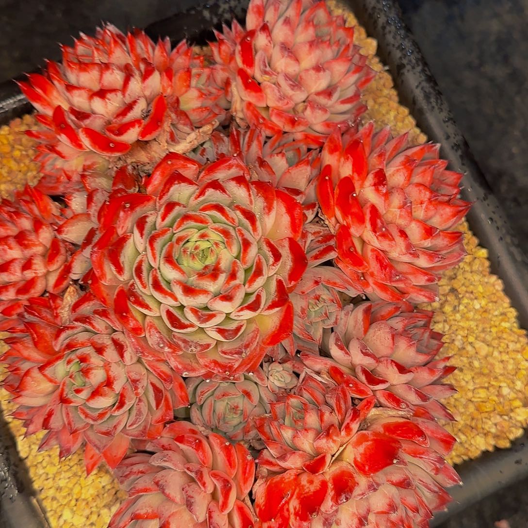 淡***然啦啦啦咯哦哦哦哦哦哦哦哦呢