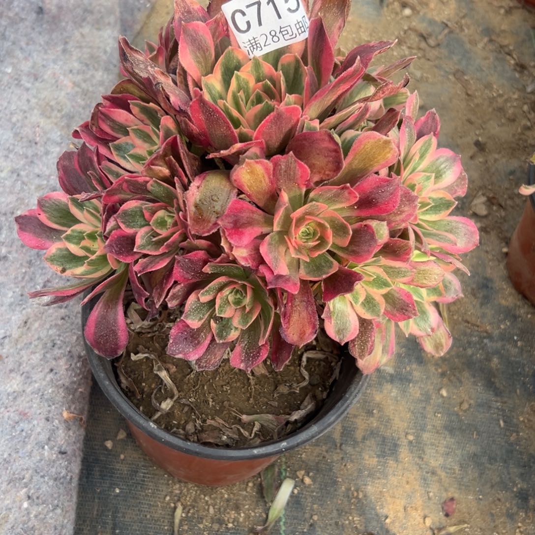 715多肉植物女巫        